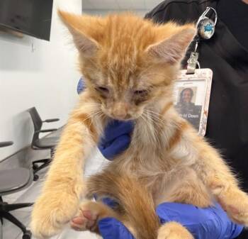 A1271580 -  Domestic Short Hair Cat for Adoption in Charlotte, North Carolina - A1271580 | PetCurious