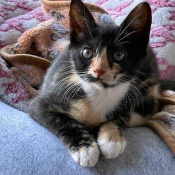 Domestic Short Hair Cats Available for Adoption - Millie | PetCurious