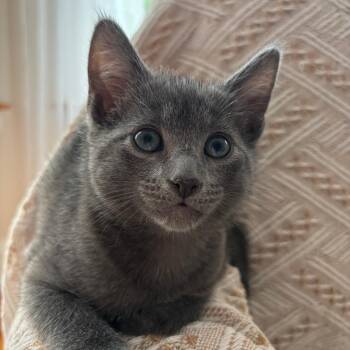 Smoke -  Domestic Short Hair Cat Available for Adoption in Chicago, Illinois - Smoke | PetCurious