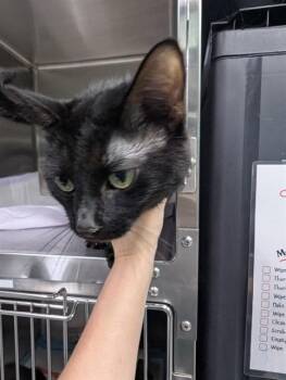 LUFFEE -  Domestic Short Hair Cat for Adoption in Westminster, Maryland - LUFFEE | PetCurious