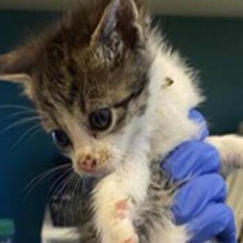 Bolt -  Domestic Short Hair Cat for Adoption in Grantsville, Utah - Bolt | PetCurious