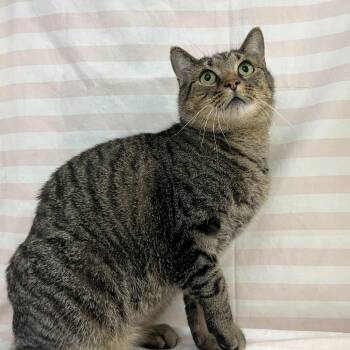 Rescue Domestic Short Hair and Manx Cats for Adoption in Lyndhurst, Virginia - Rembrandt | PetCurious