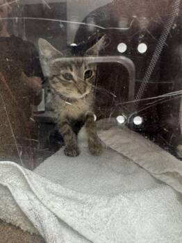 Always -  Domestic Short Hair Cat for Adoption in Sevierville, Tennessee - Always | PetCurious