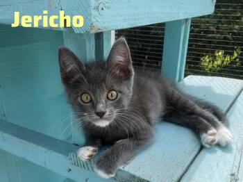 Domestic Medium Hair Cats Available for Adoption in Shrewsbury, Massachusetts - Jericho | PetCurious