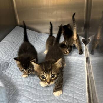 Virgil -  Domestic Short Hair Cat for Adoption in Canton, Illinois - Virgil | PetCurious