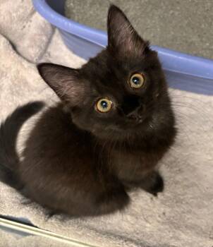 Greta -  Domestic Long Hair Cat for Adoption in Liverpool, New York - Greta | PetCurious