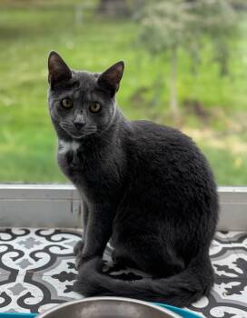 Rescue American Shorthair Cats for Adoption in Massillon, Ohio - Weezer | PetCurious