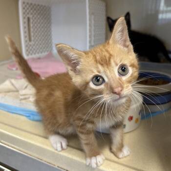 Pinto -  Domestic Short Hair Cat for Adoption in Binghamton, New York - Pinto | PetCurious