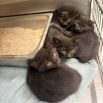 "Spooky" -  Domestic Short Hair Cat for Adoption in Salt Lake City, Utah - "Spooky" | PetCurious