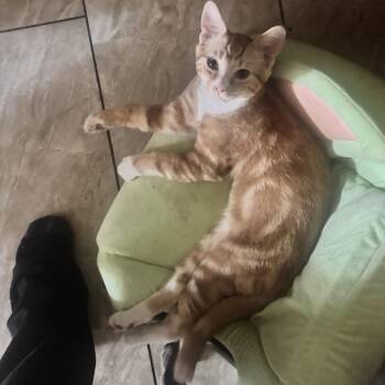 Obi -  Domestic Short Hair Cat for Adoption in Calimesa, California - Obi | PetCurious