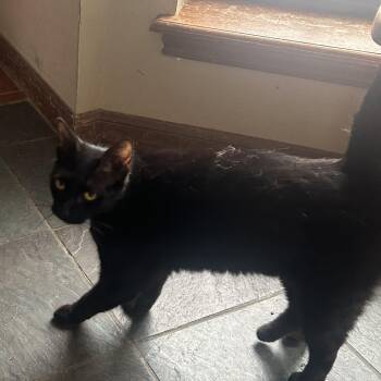 Midnight NN -  Domestic Short Hair Cat for Adoption in Austin, Texas - Midnight NN | PetCurious