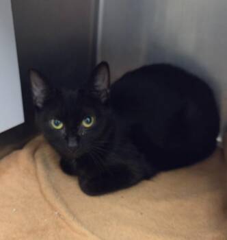 Eloise -  Domestic Short Hair Cat for Adoption in Liverpool, New York - Eloise | PetCurious