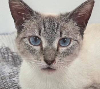 Lulu and Miliki -  Siamese Cat Available for Adoption in Oakland Park, Florida - Lulu And Miliki | PetCurious