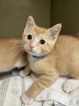 Blaze -  Domestic Short Hair Cat for Adoption in Westland, Michigan - Blaze | PetCurious