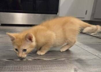 Piston Beltz -  Domestic Short Hair Cat for Adoption in West Peoria, Illinois - Piston Beltz | PetCurious