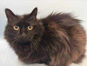 Hamilton -  Domestic Long Hair Cat for Adoption in Woodbury, Minnesota - Hamilton | PetCurious
