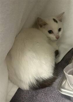 SAILOR MOON -  Domestic Short Hair and Turkish Van Cat for Adoption in Derwood, Maryland - SAILOR MOON | PetCurious