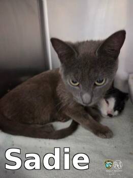 Sadie -  Domestic Short Hair Cat Available for Adoption in Rocky Mount, North Carolina - Sadie | PetCurious