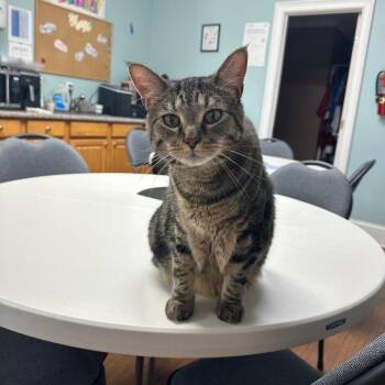 Stitch -  Tabby Cat for Adoption in Columbia, South Carolina - Stitch | PetCurious