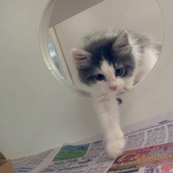Skedattle -  Domestic Long Hair Cat for Adoption in Cheyenne, Wyoming - Skedattle | PetCurious