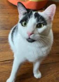 Rescue Domestic Short Hair Cats for Adoption in Wauwatosa, Wisconsin - Moon | PetCurious