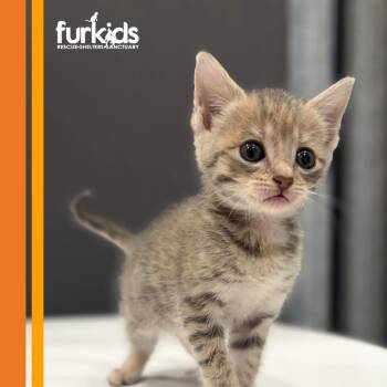 Chat -  Domestic Short Hair Cat for Adoption in Cumming, Georgia - Chat | PetCurious