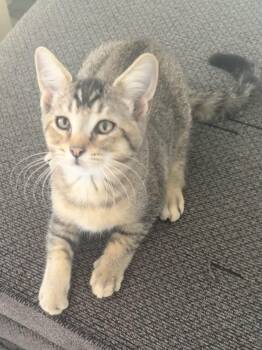 Calvin -  Abyssinian and Tabby Cat for Adoption in Saginaw, Michigan - Calvin | PetCurious