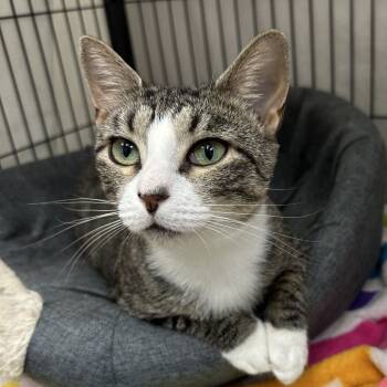 Rescue Domestic Short Hair Cats for Adoption in Mount Laurel Township, New Jersey - Kiki | PetCurious