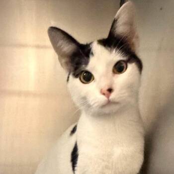 G&F Siblings: Grace (16908) -  Domestic Short Hair Cat for Adoption in Washington, District Of Columbia - G&F Siblings: Grace (16908) | PetCurious