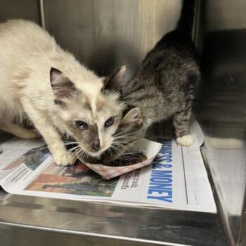 Sugar -  Domestic Short Hair Cat for Adoption in Philadelphia, Pennsylvania - Sugar | PetCurious