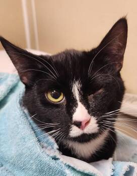 Domestic Short Hair Cats Available for Adoption - Tivo | PetCurious