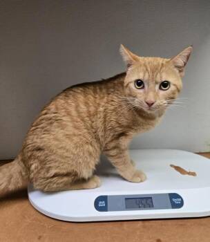 Tom-John -  Domestic Short Hair Cat for Adoption in Winnipeg, Manitoba - Tom-John | PetCurious