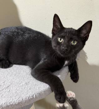 Jiji -  Domestic Short Hair Cat for Adoption in East Hanover, New Jersey - Jiji | PetCurious