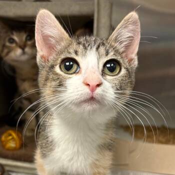 Tweety -  Domestic Short Hair Cat for Adoption in San Antonio, Texas - Tweety | PetCurious