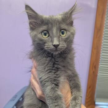 Peter -  Domestic Medium Hair Cat for Adoption in Redwood Valley, California - Peter | PetCurious