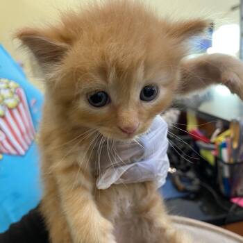 Ron -  Domestic Short Hair Cat for Adoption in Lynchburg, Virginia - Ron | PetCurious