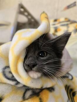 TRIXIE -  Domestic Short Hair Cat for Adoption in Kent, Washington - TRIXIE | PetCurious