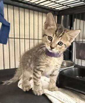 Leni -  Domestic Short Hair Cat for Adoption in Wilkesboro, North Carolina - Leni | PetCurious