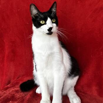 Skunk -  Domestic Short Hair Cat Available for Adoption in Conway, New Hampshire - Skunk | PetCurious