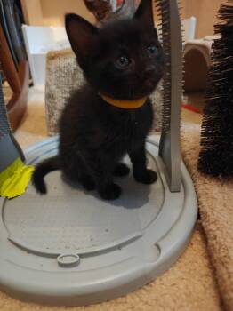 Embry -  Domestic Short Hair Cat for Adoption in Buford, Georgia - Embry | PetCurious