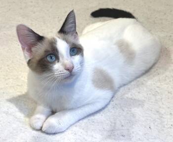 Rescue Siamese and Domestic Short Hair Cats for Adoption in South San Francisco, California - Lauren | PetCurious