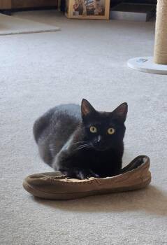 Domestic Short Hair Cats Available for Adoption - Minnie | PetCurious