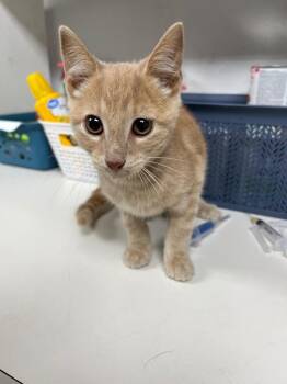 Binx -  Domestic Short Hair Cat for Adoption in Troy, Ohio - Binx | PetCurious