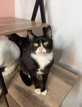Tuxedo Cats Available for Adoption in New York, New York - MARTY | PetCurious