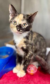 Andy -  Domestic Short Hair Cat for Adoption in Danielsville, Georgia - Andy | PetCurious