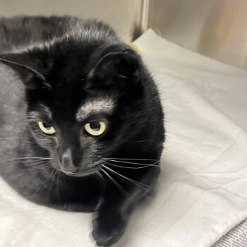 Rescue Domestic Short Hair Cats for Adoption in Fairfax Station, Virginia - Angel | PetCurious