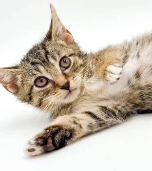 Hugo is our hunky dream boy -  Torbie and Bengal Cat for Adoption in Bedford Hills, New York - Hugo Is Our Hunky Dream Boy | PetCurious