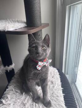 Ruckus -  Domestic Short Hair Cat for Adoption in Milltown, New Jersey - Ruckus | PetCurious