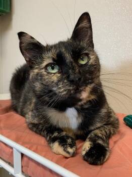 GeeGee -  Domestic Short Hair Cat for Adoption in Fremont, Ohio - GeeGee | PetCurious
