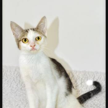 Virginia -  American Shorthair Cat for Adoption in San Andreas, California - Virginia | PetCurious